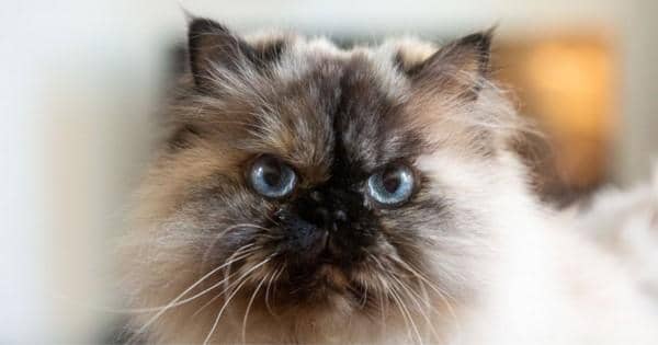 The Spruce/Phoehe Chong