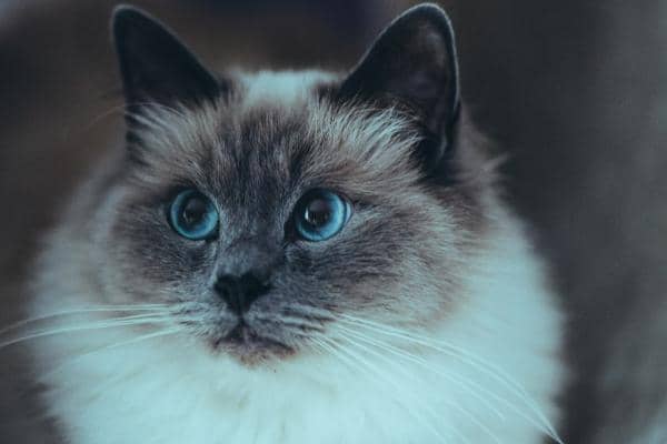 Unsplash.com/Omar Man