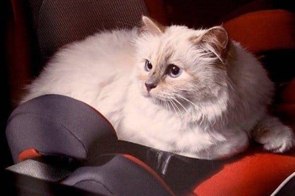 Instagram.com/Choupettesdiary