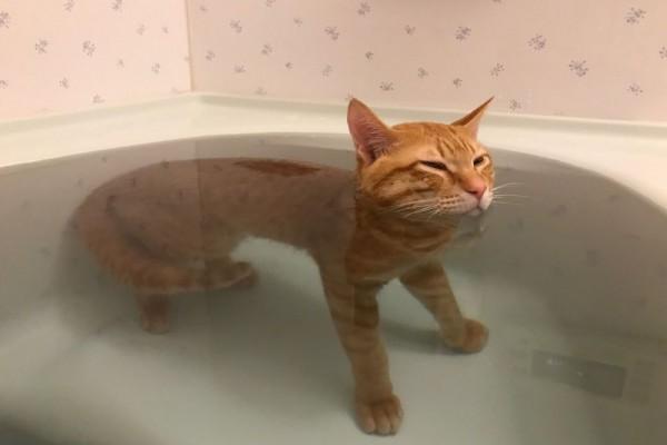 Berapa Kali Kucing Harus Mandi? Simak Pembahasannya di Sini