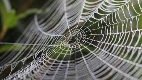 Pixabay.com/efraimstrotcher