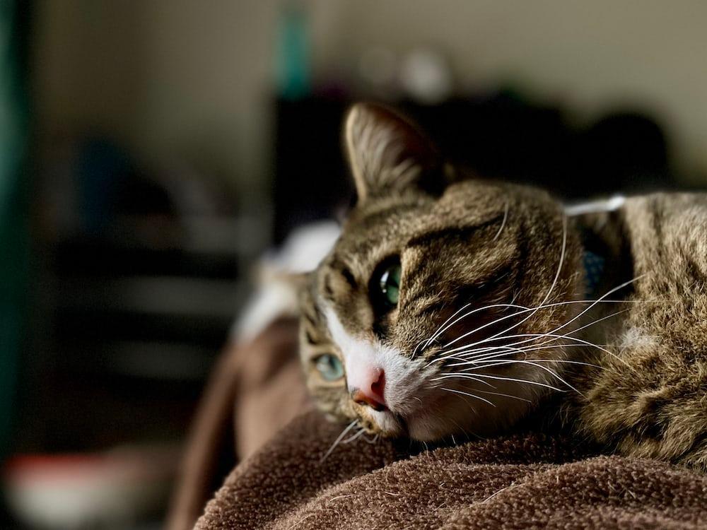 Cat Lovers Harus Tahu! Inilah Ciri-Ciri Kucing Sedang Bersedih