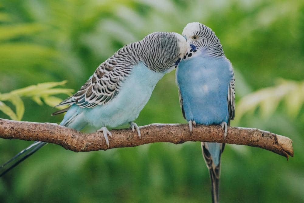 Pexels.com/David Selbert