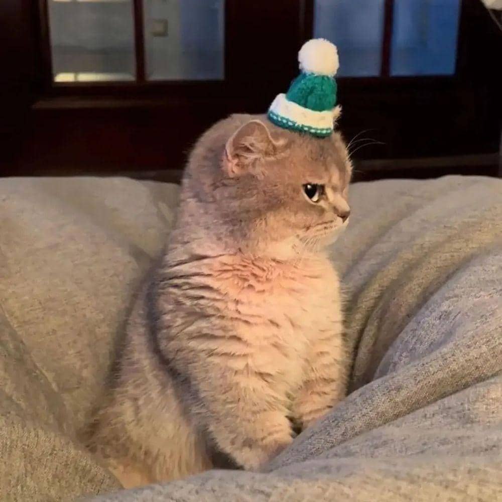 Instagram.com/kucingimutcomel