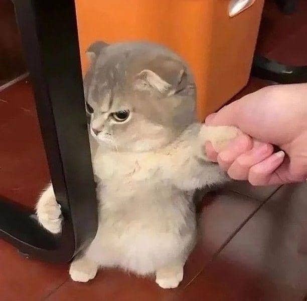 Instagram.com/kucingimutcomel