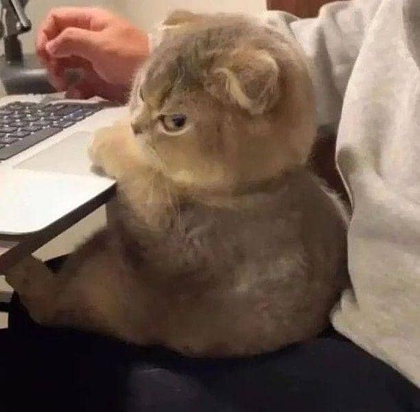 Instagram.com/kucingimutcomel