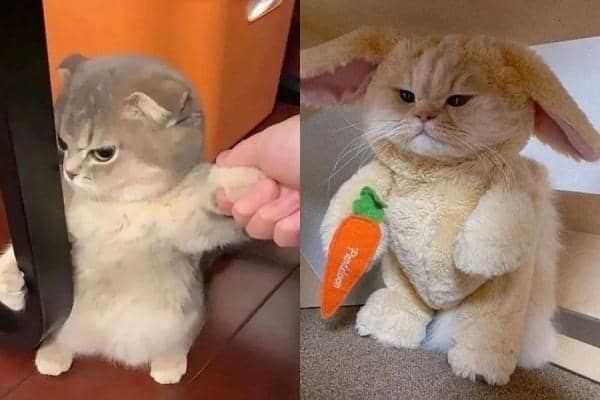 Instagram.com/kucingimutcomel