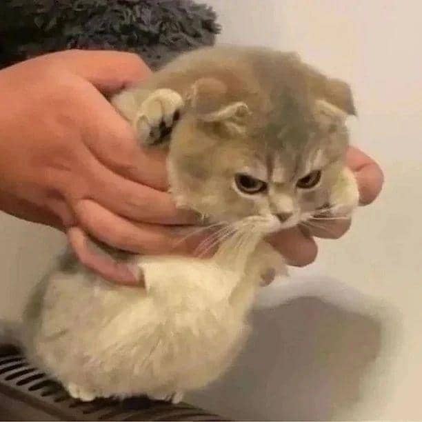 Instagram.com/kucingimutcomel