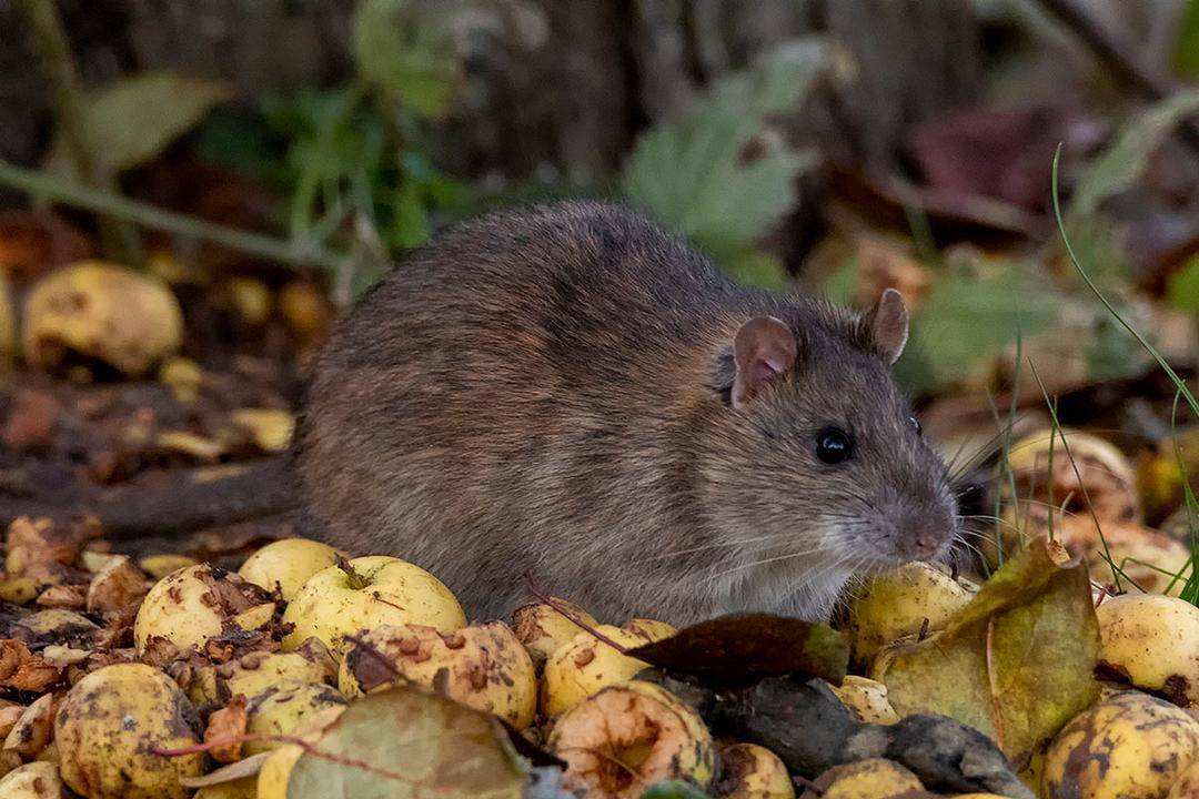 iNaturalist
