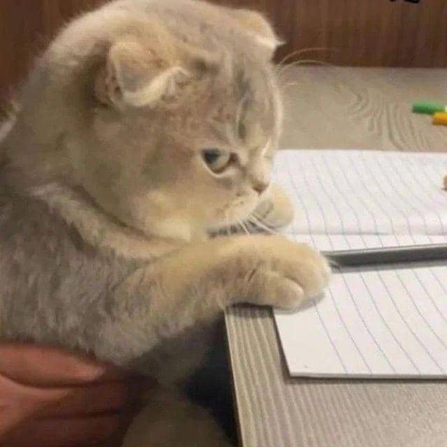 Instagram.com/kucingimutcomel