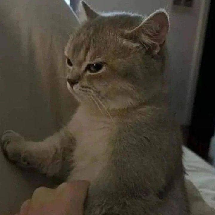 Instagram.com/kucingimutcomel