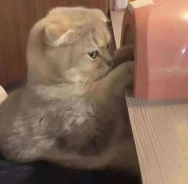 Instagram.com/kucingimutcomel