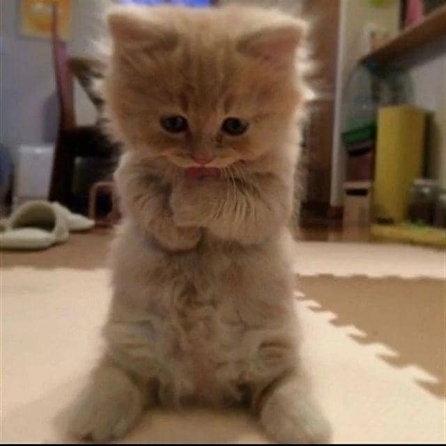 Instagram.com/kucingimutcomel