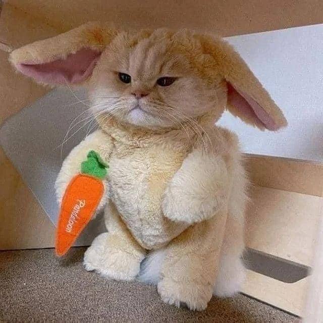 Instagram.com/kucingimutcomel