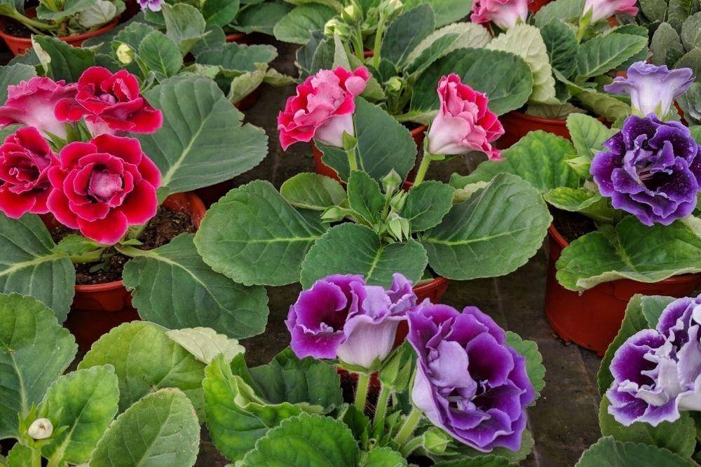 allaboutgardening