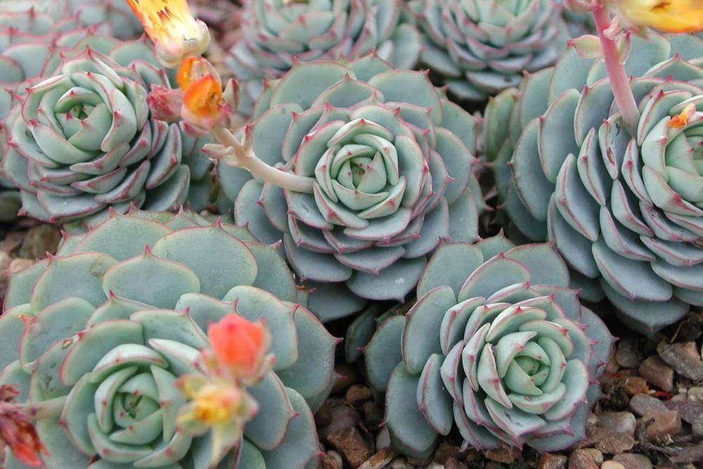 gardeningknowhow.com