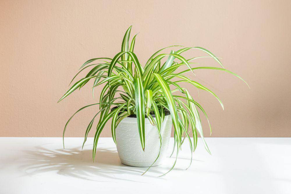 bhg.com