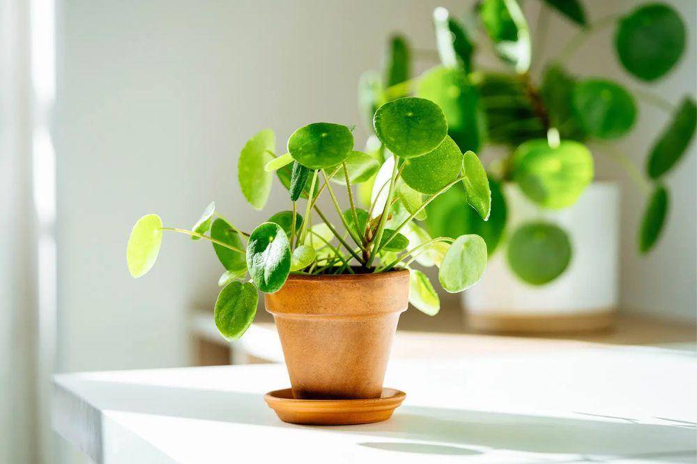 gardenbetty.com