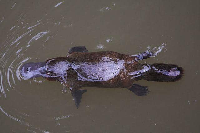 common.wikimedia.org/Christine Ferdinand