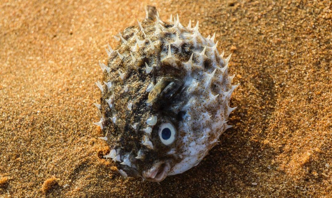 pexels.com/@abhilash