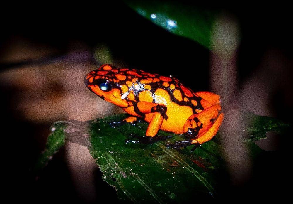 Wikimedia Commons/Mannu1975