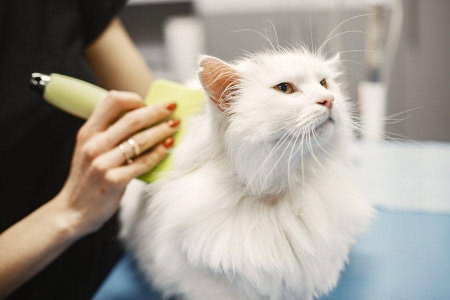 5 Makanan Kucing Anggora agar Bulu Lebat dan Berkilau