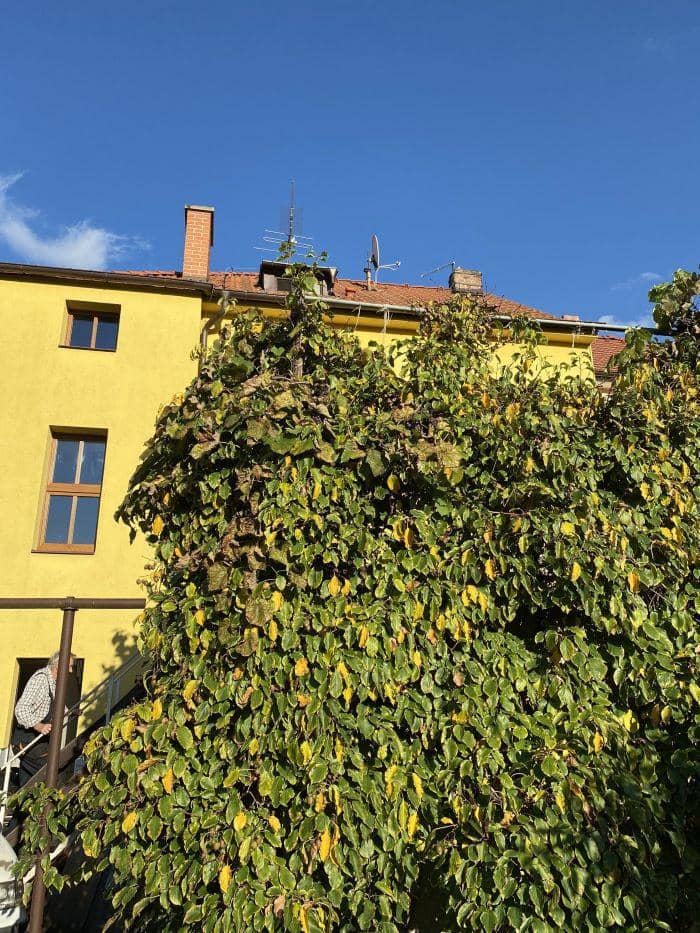 Twitter.com/Thereisnocat_