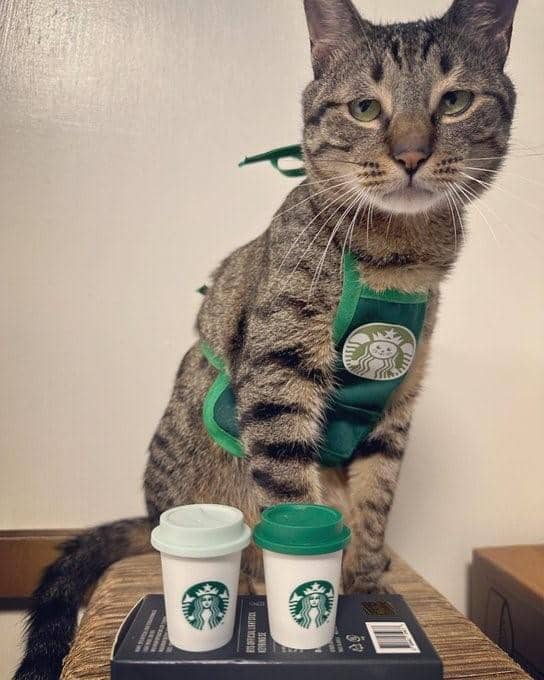 Twitter.com/Catworkers