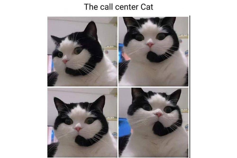 Twitter.com/Catworkers