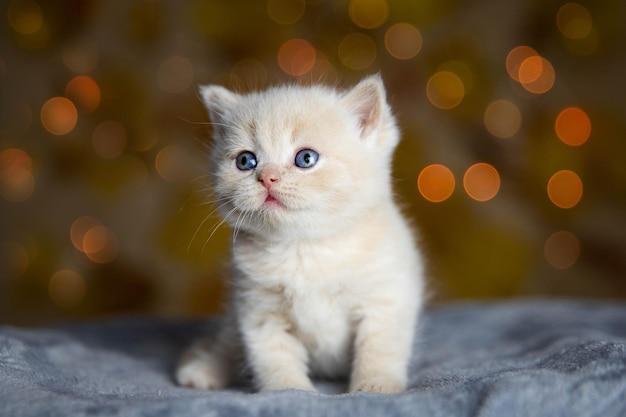 Butuh Ketelatenan, Ini Cara Merawat Anak Kucing Tanpa Induk