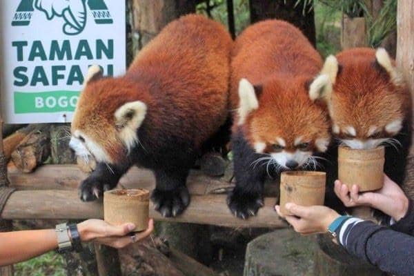 Instagram.com/taman_safari