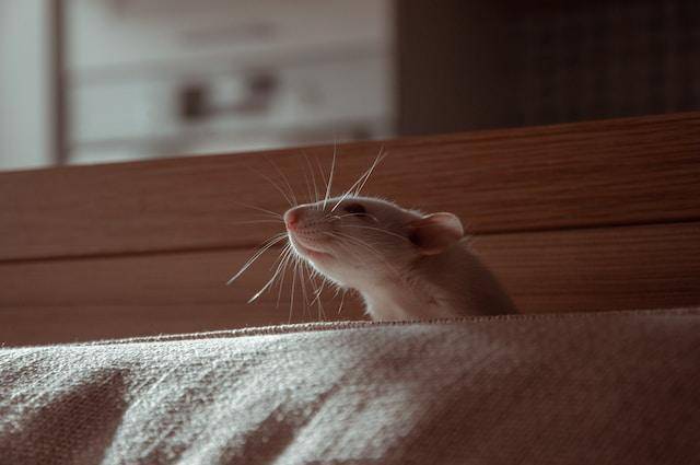 Tikus Masuk Jajaran Hewan Tercerdas di Dunia, Ini 6 Alasannya
