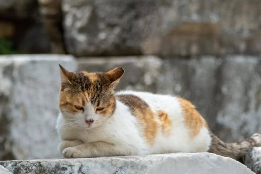 pexels.com/Emrecan Algül