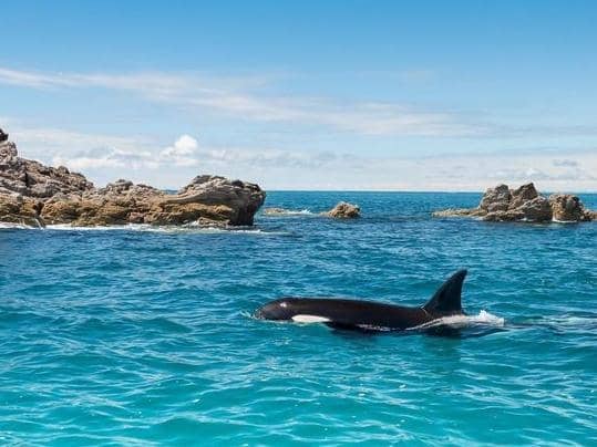 Instagram.com / marine_life_kayaker