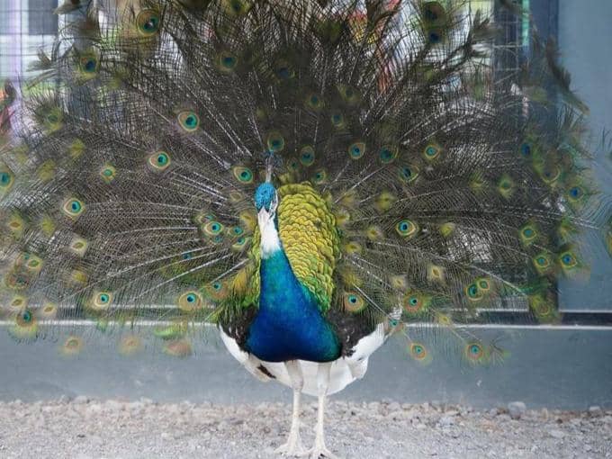 Instagram.com / suralokazoo