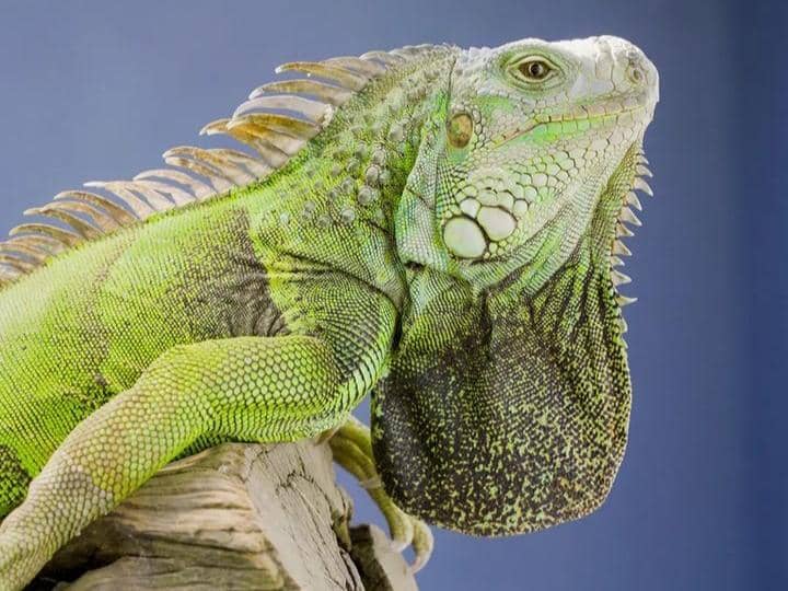 Instagram.com / suralokazoo