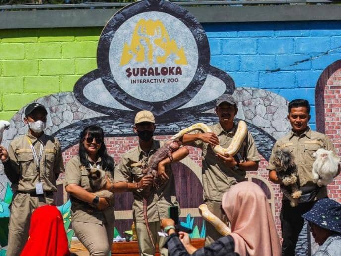 Instagram.com / suralokazoo