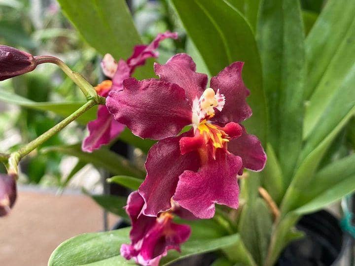 Instagram.com / suralokaorchidhouse