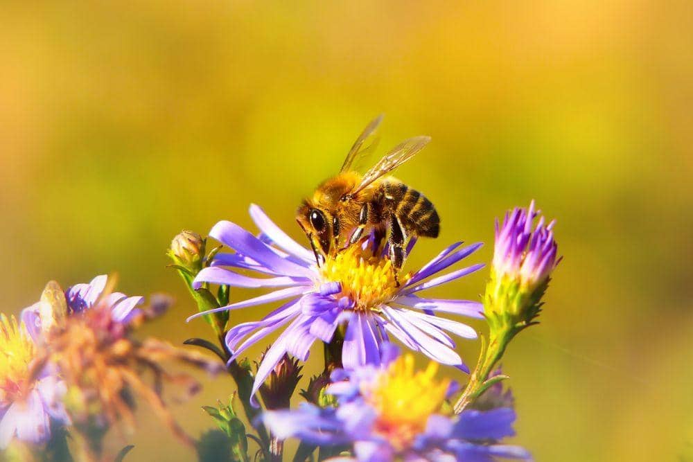 Unsplash.com/Krzysztof Niewolny