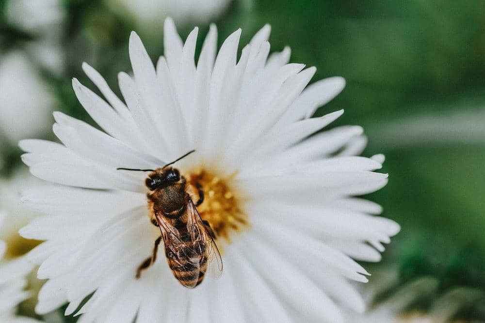 pexels.com/julia-filirovska