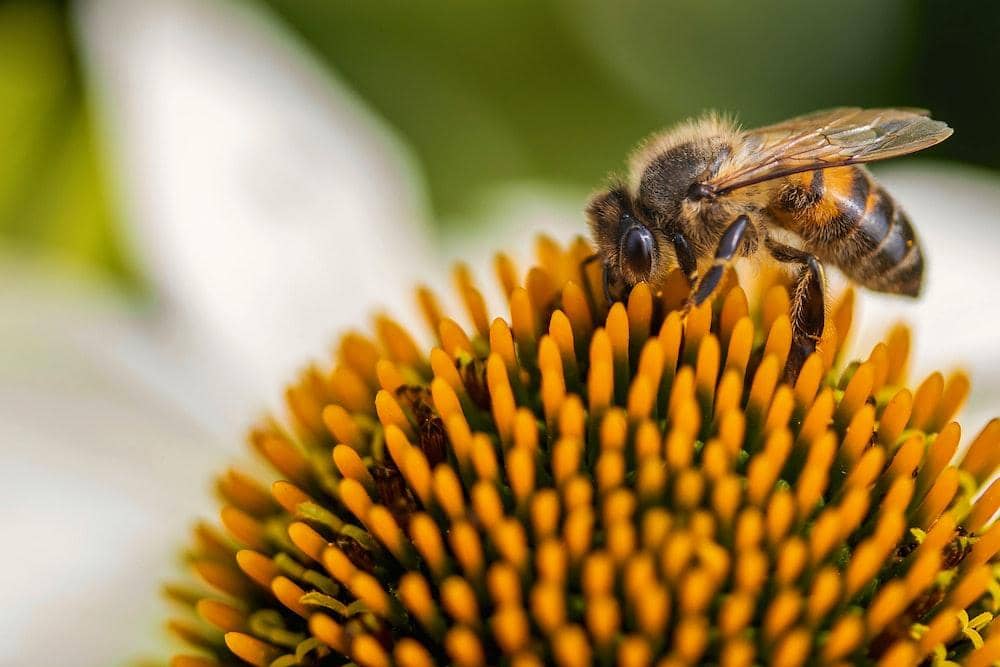 pexels.com/myriams-fotos