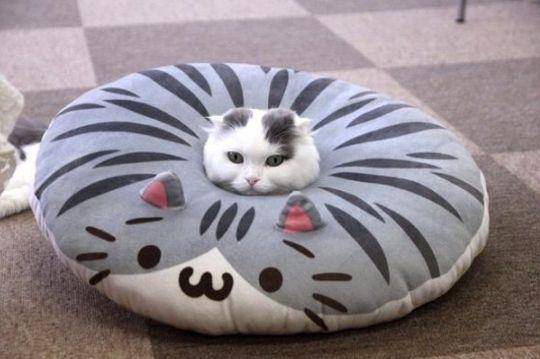 10+ Potret Menggemaskan Kucing Tidur di Bantal, Pengen Peluk!