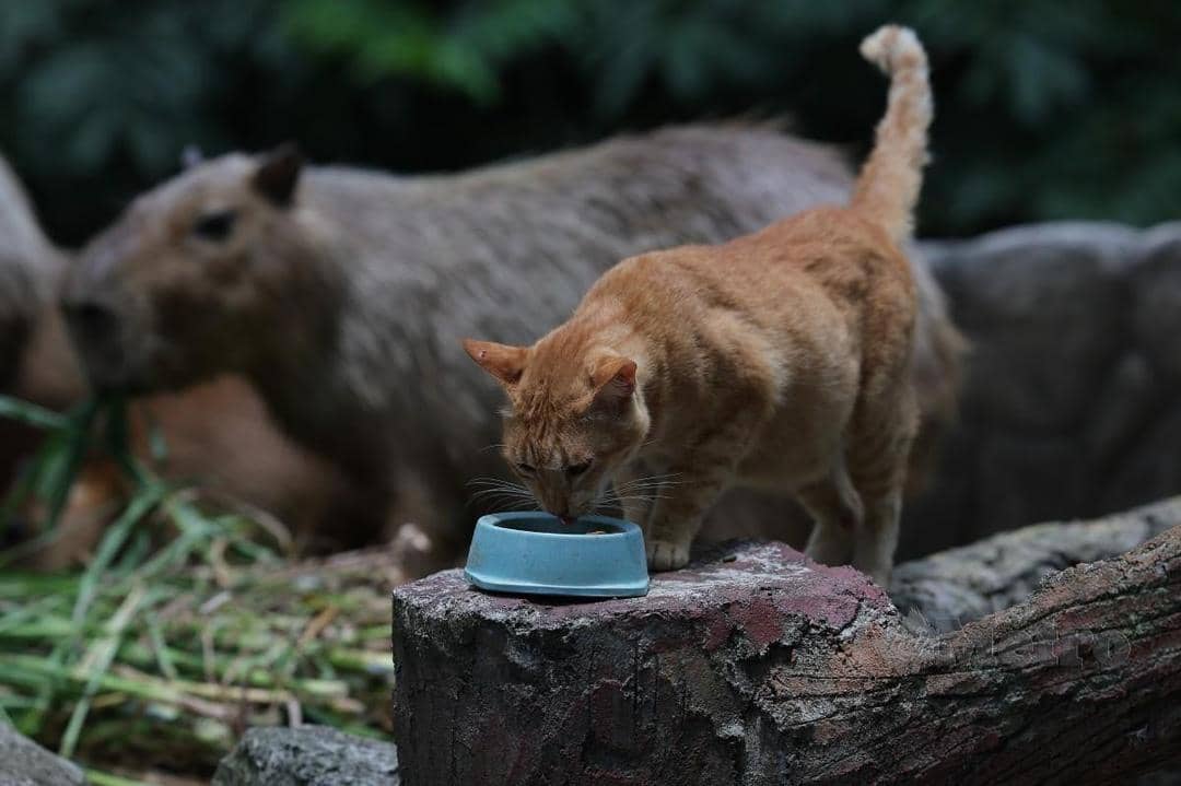 Harian Metro Malaysia