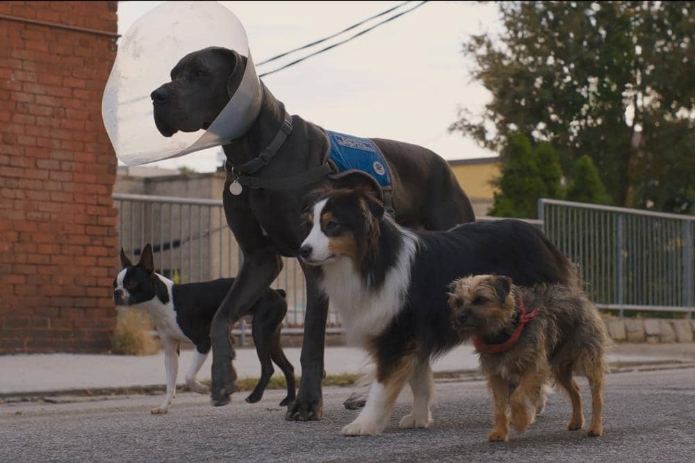 Dok. Universal International Pictures