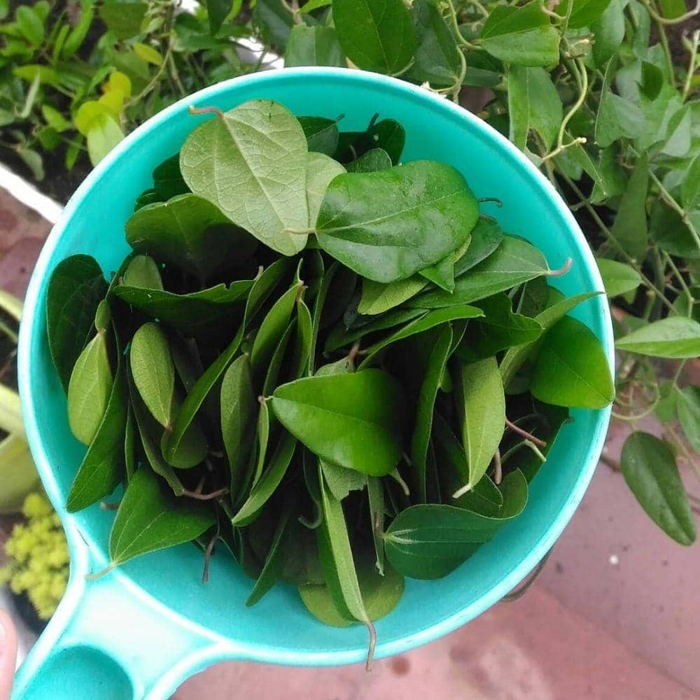 Instagram.com/dianfadhilah_