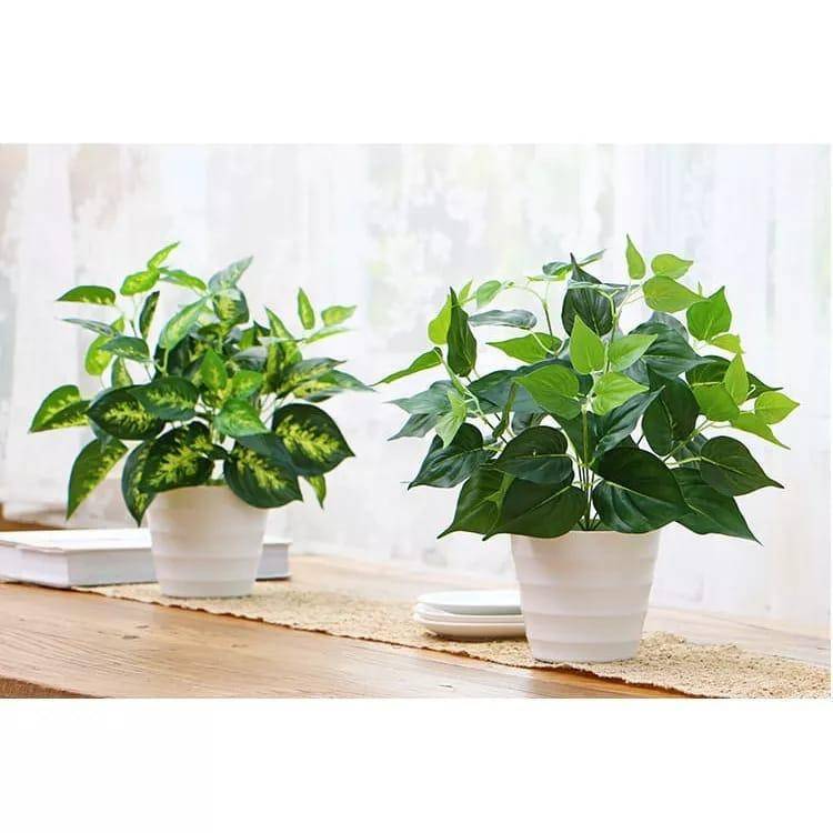 Shopee.com/Kunataruma