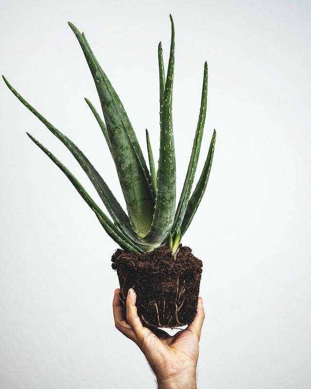 unsplash.com/Feey