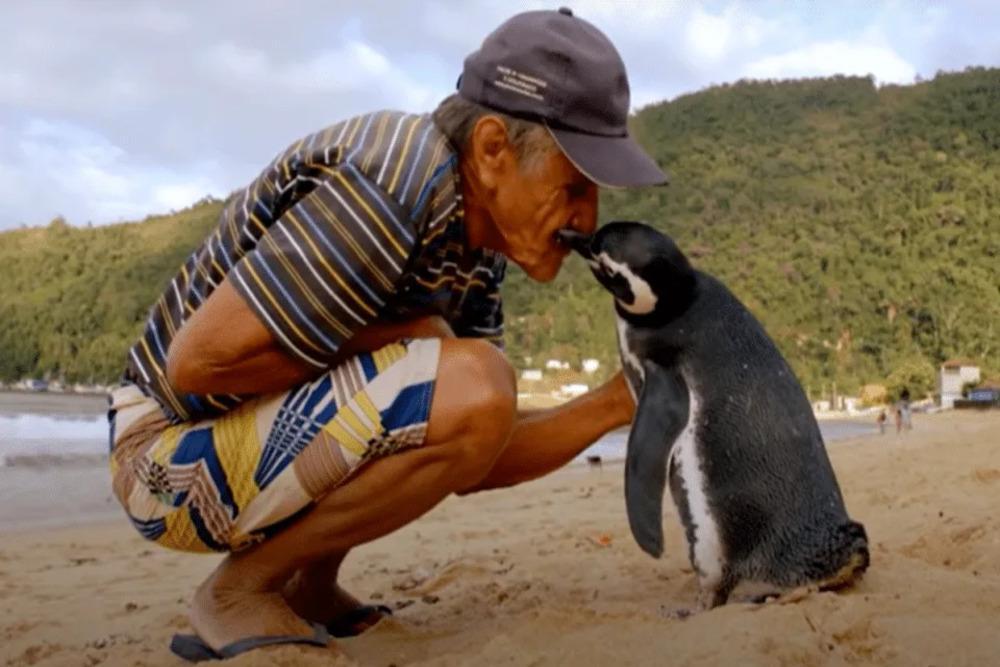 Kisah Jinjing, Penguin yang Berenang 8000Km Demi Bertemu Penyelamatnya