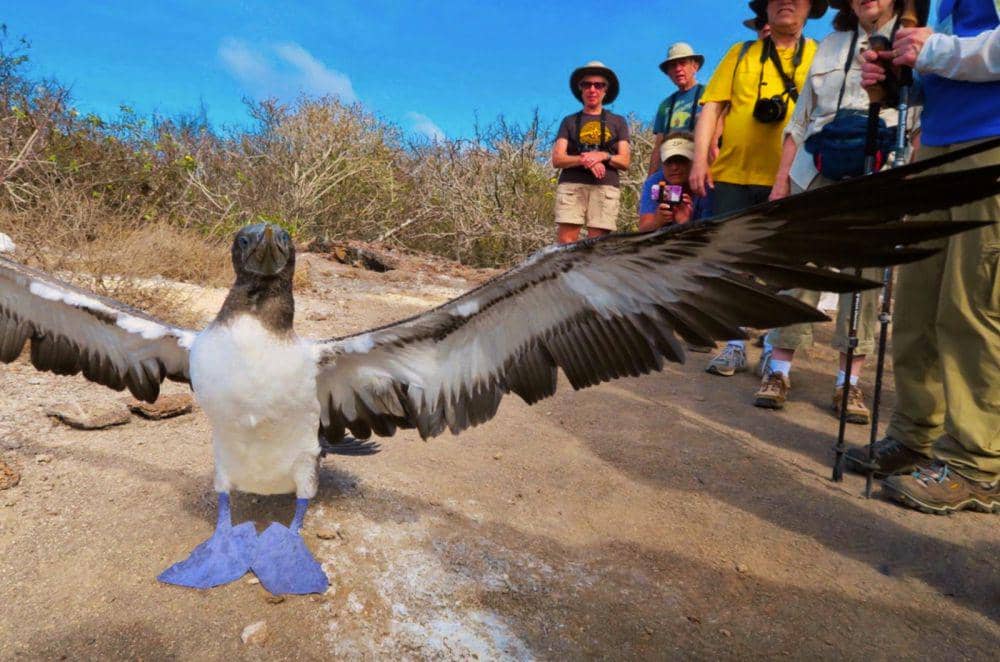 safari di Kepulauan Galapagos (unsplash.com/freysteinng.jonsson)