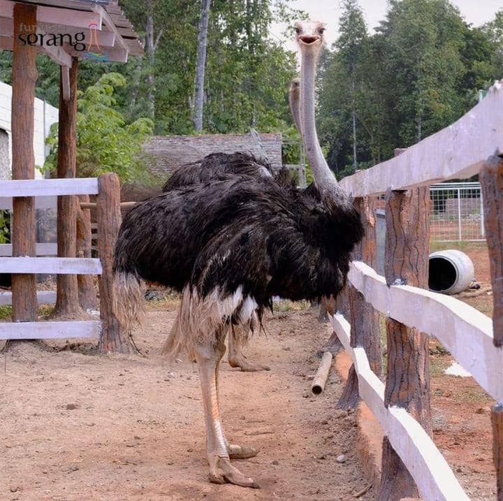 Instagram.com / elitepark.asc